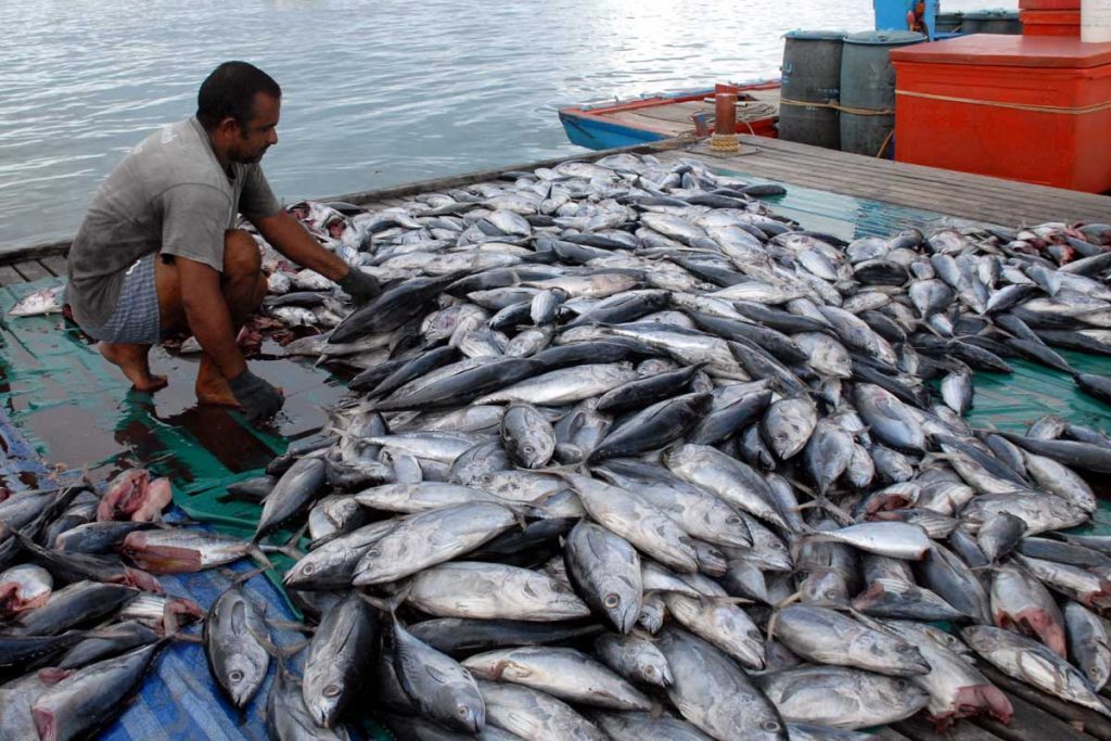 Produksi Hasil Laut Tunjukkan Tren Positif